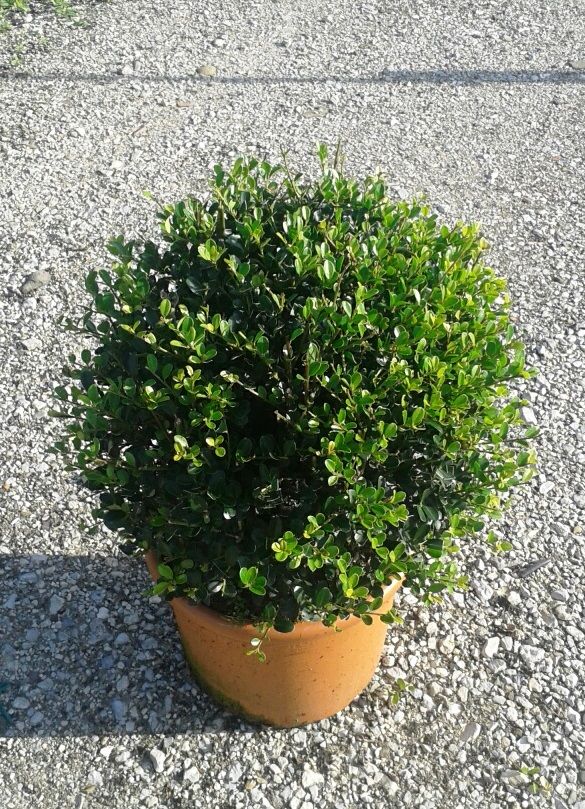 ILEX crenata 'Green Hedge'