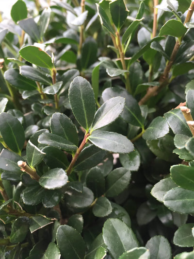 ILEX crenata 'Buxifolia'
