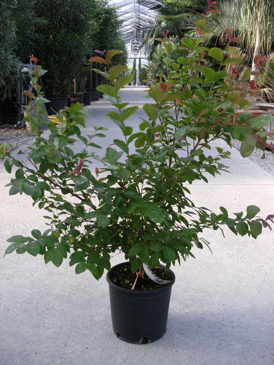 LAGERSTROEMIA x 'Berlingot Menthe' ®