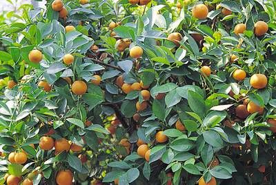 CITRUS x mitis