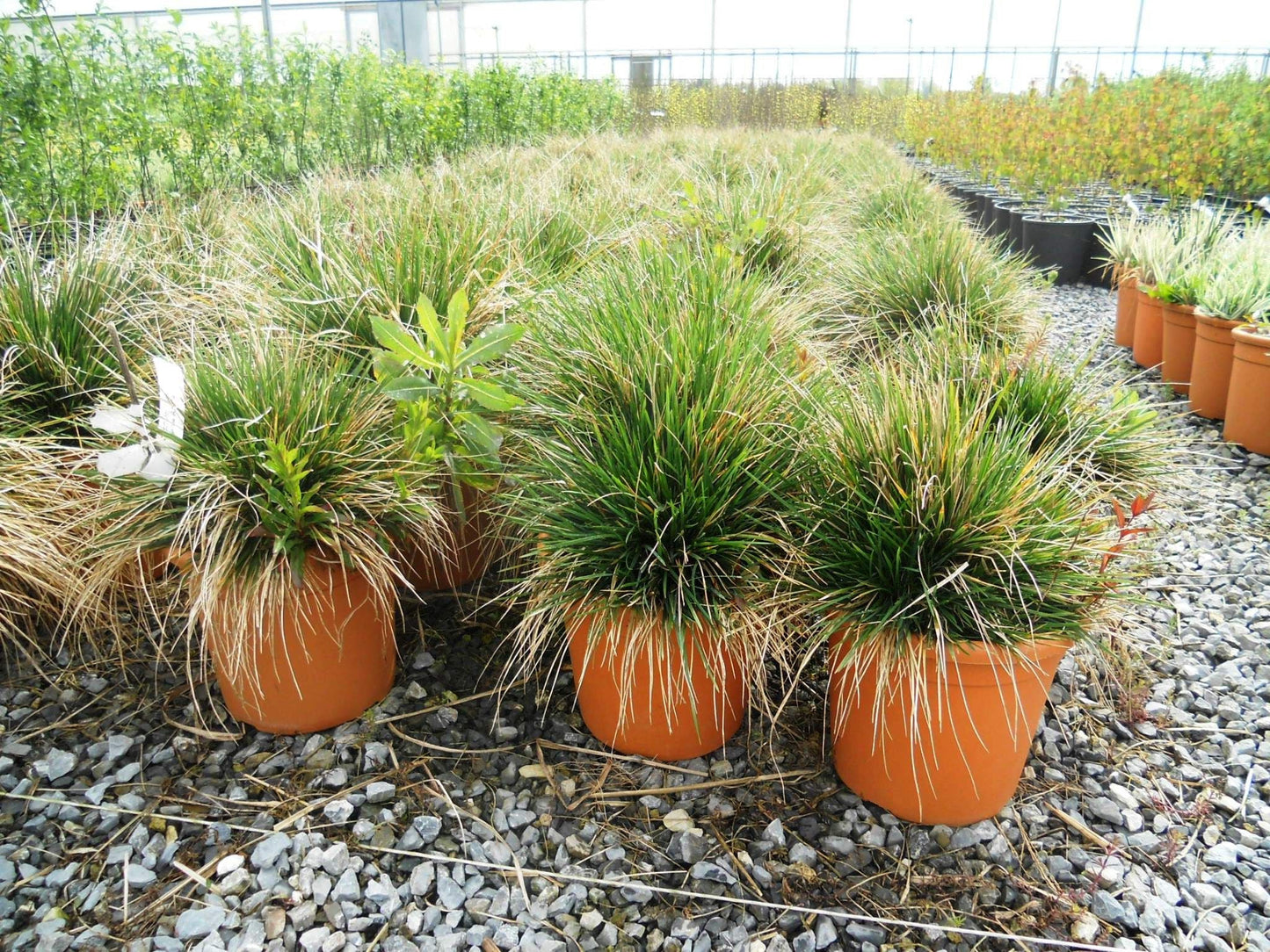 DESCHAMPSIA cespitosa 'Goldtau'