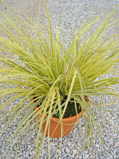 CORTADERIA selloana 'Splendid Star'