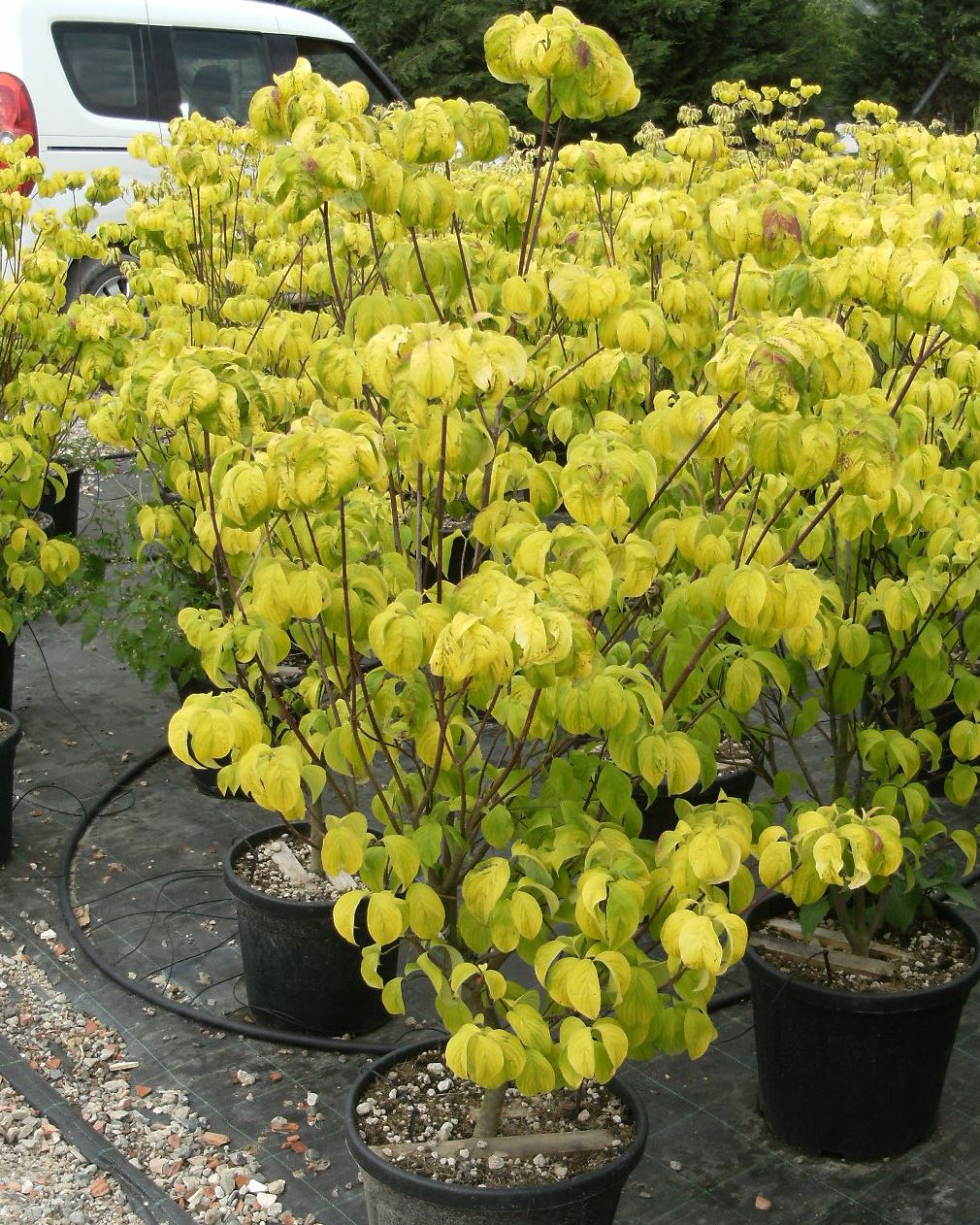 CORNUS florida 'Clear Moon'