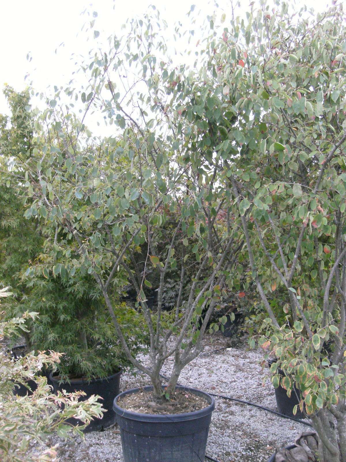 AMELANCHIER lamarckii