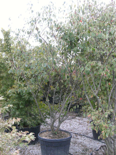 AMELANCHIER lamarckii