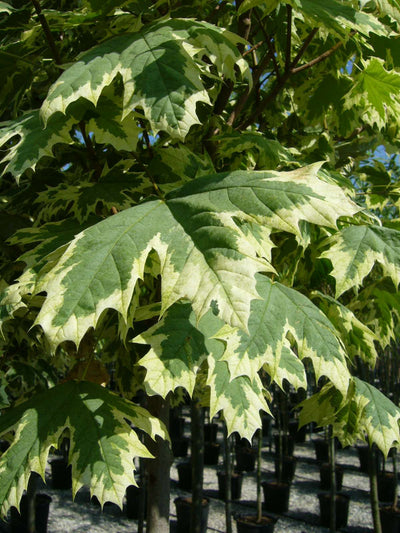 ACER platanoides 'Drummondii'