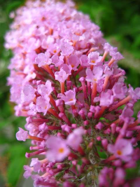 BUDDLEIA davidii 'Pink Delight'