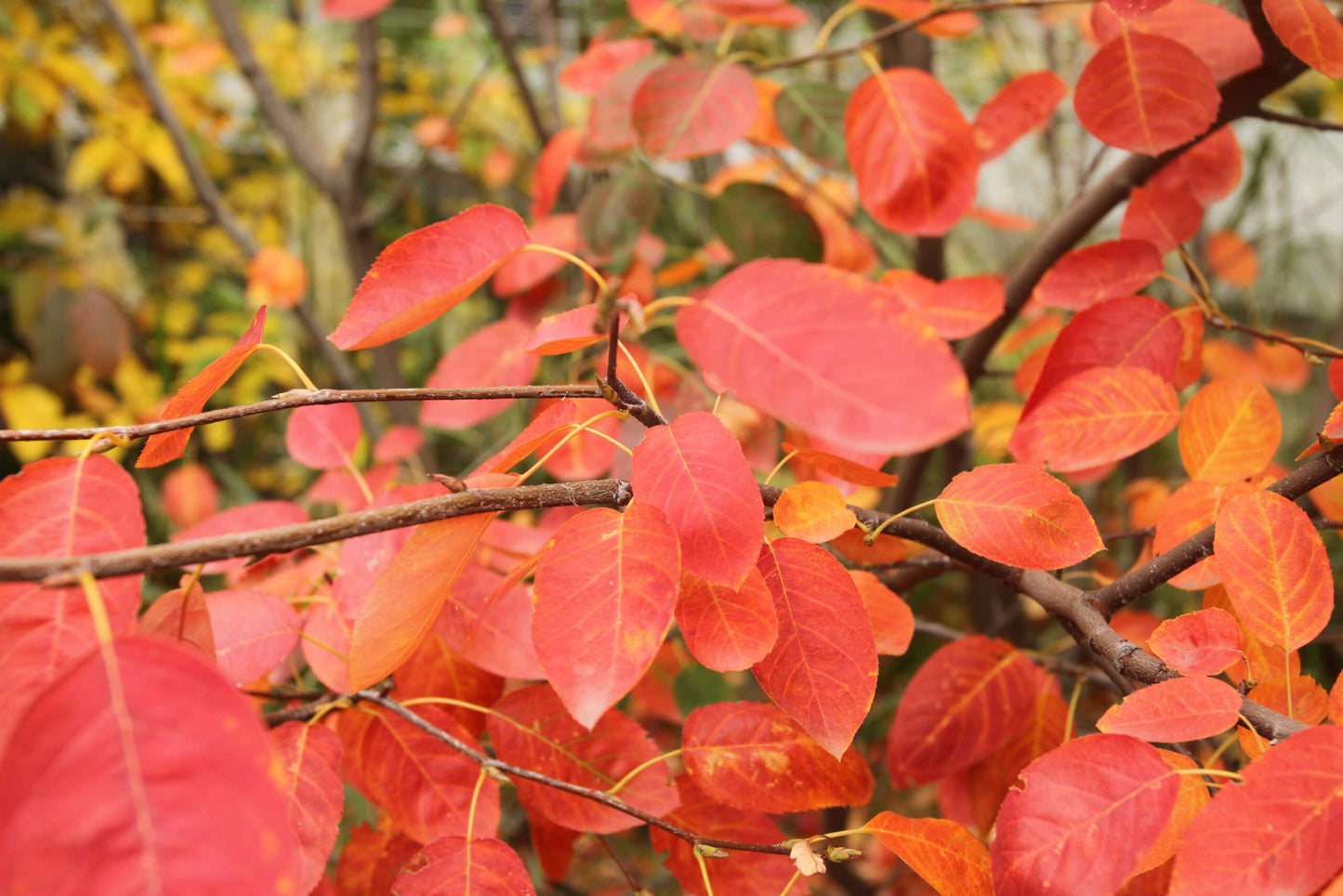 AMELANCHIER laevis