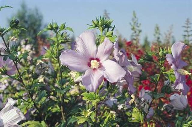HIBISCUS syriacus 'Oiseau Bleu'