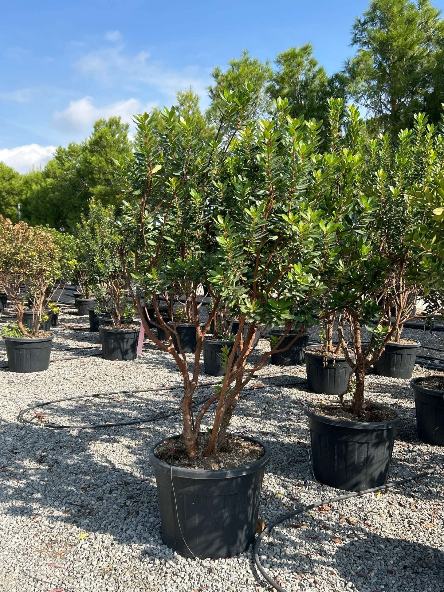 ARBUTUS unedo 'Compacta'