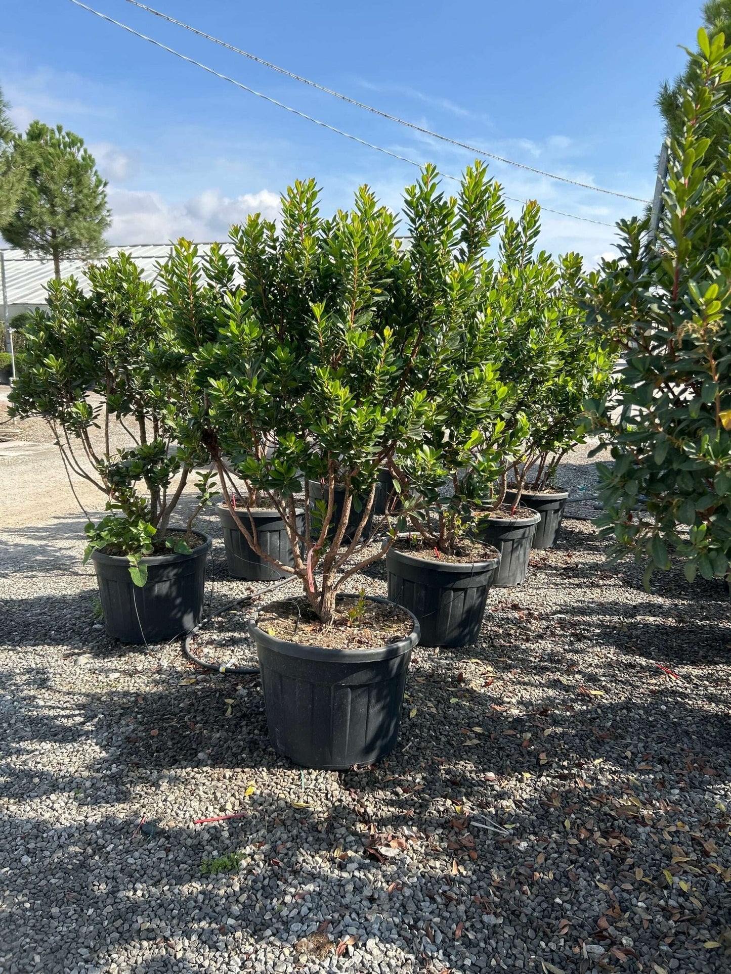 ARBUTUS unedo 'Compacta'