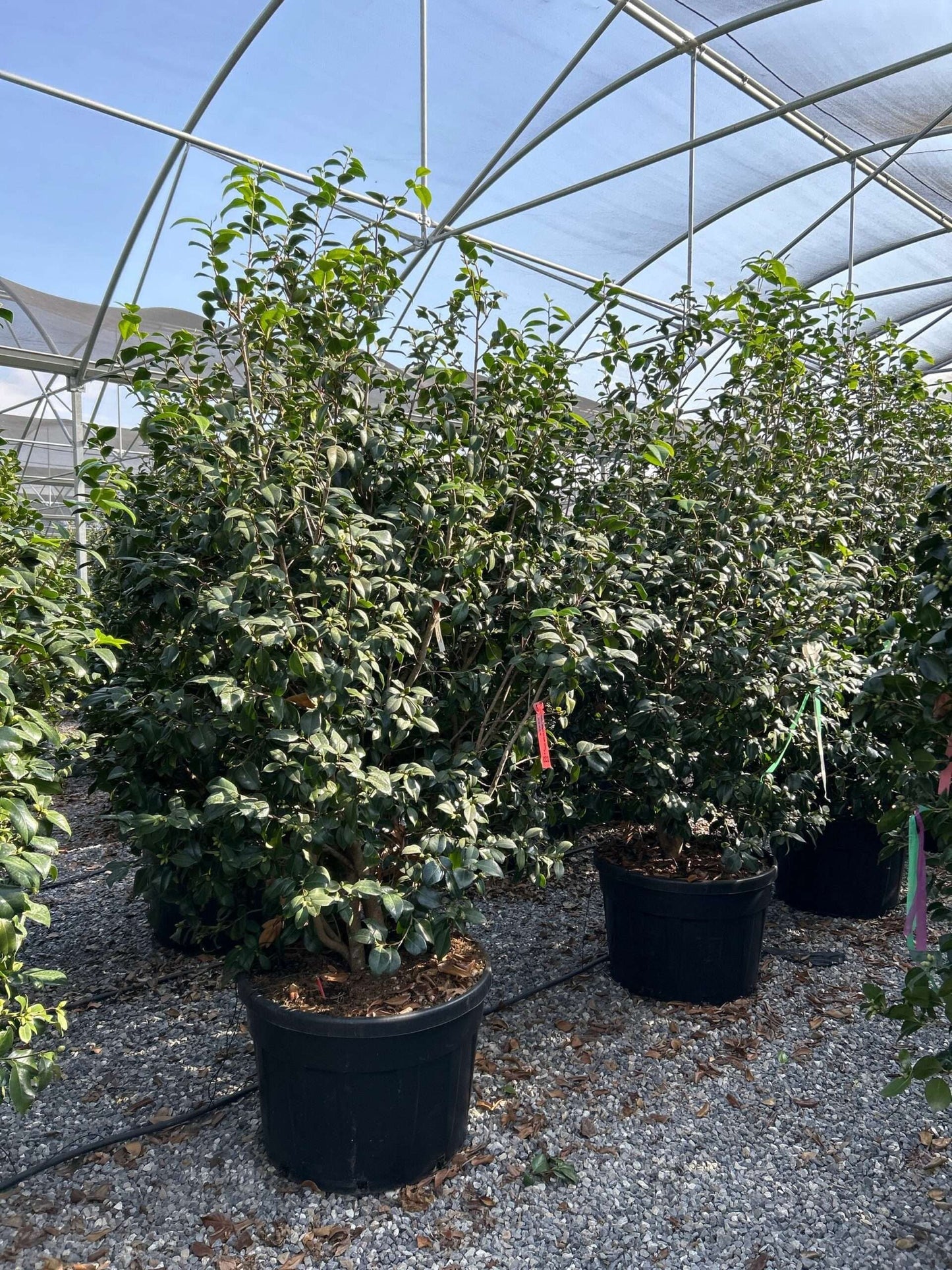 CAMELLIA japonica 'Snow Ball'