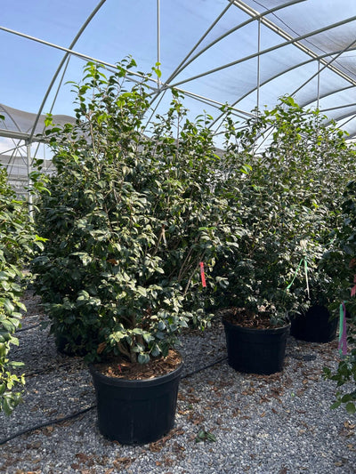 CAMELLIA japonica 'Snow Ball'