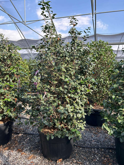 CAMELLIA japonica 'Magali-rosa'
