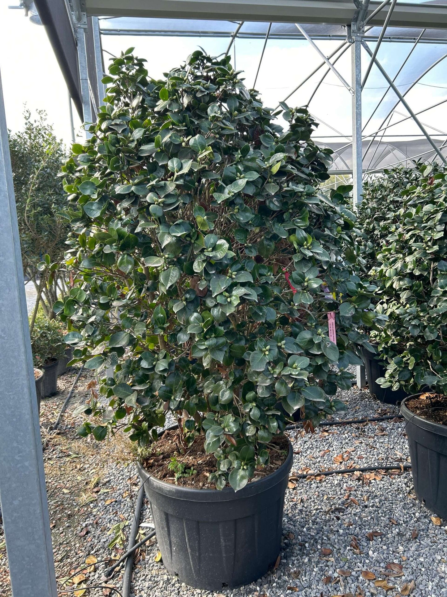 CAMELLIA japonica 'Debbie'
