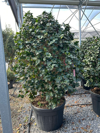 CAMELLIA japonica 'Debbie'