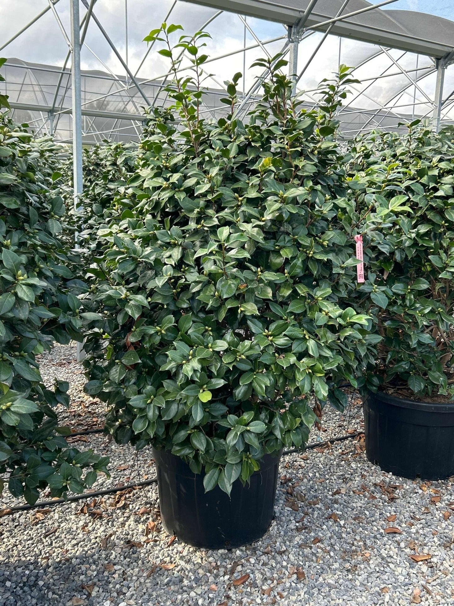 CAMELLIA japonica 'Anne de Bretagne-Bianco'