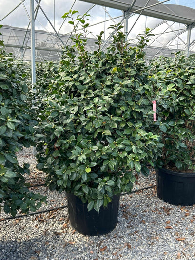 CAMELLIA japonica 'Anne de Bretagne-Bianco'