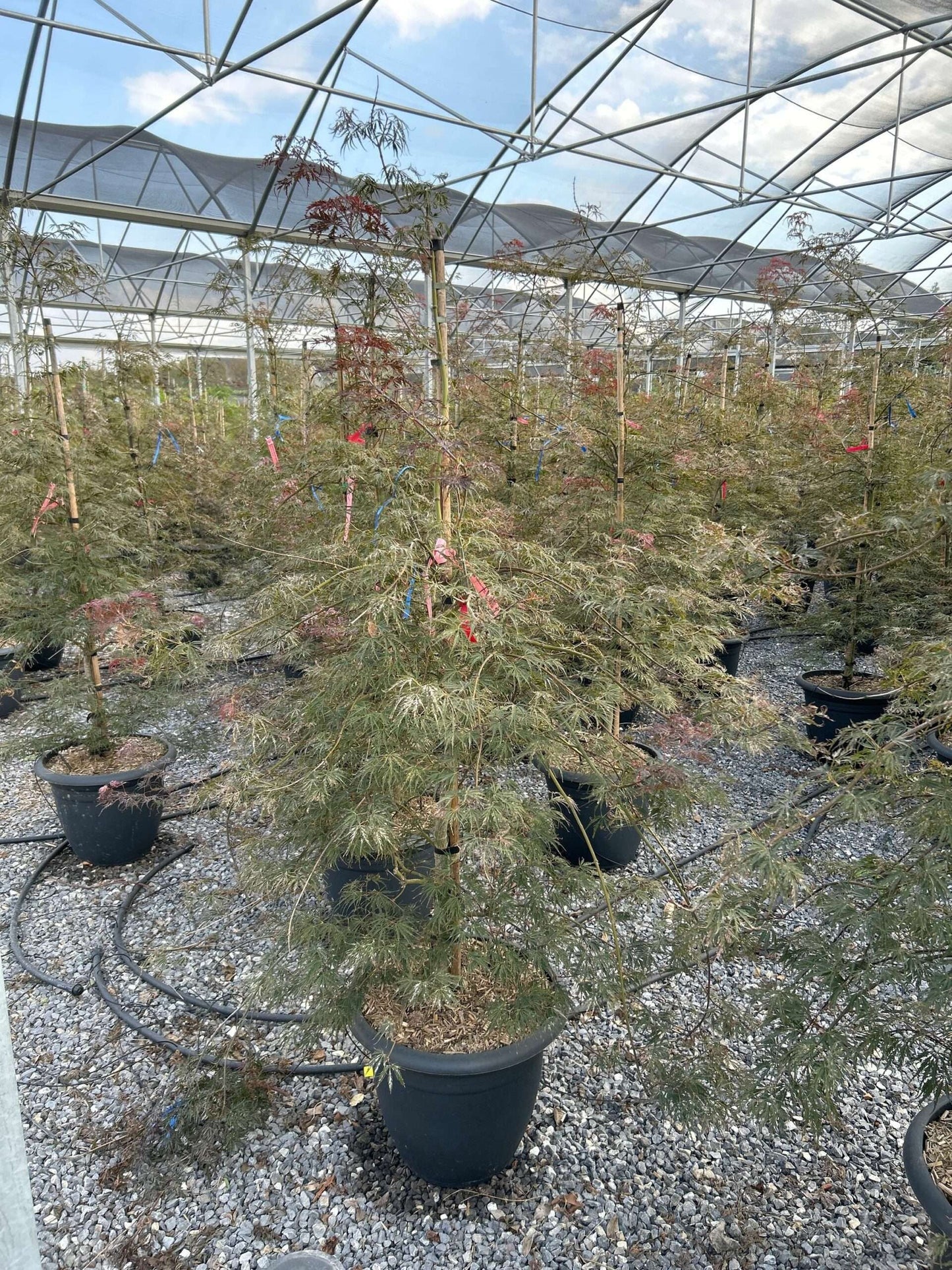 ACER palmatum 'Dissectum Viridis'