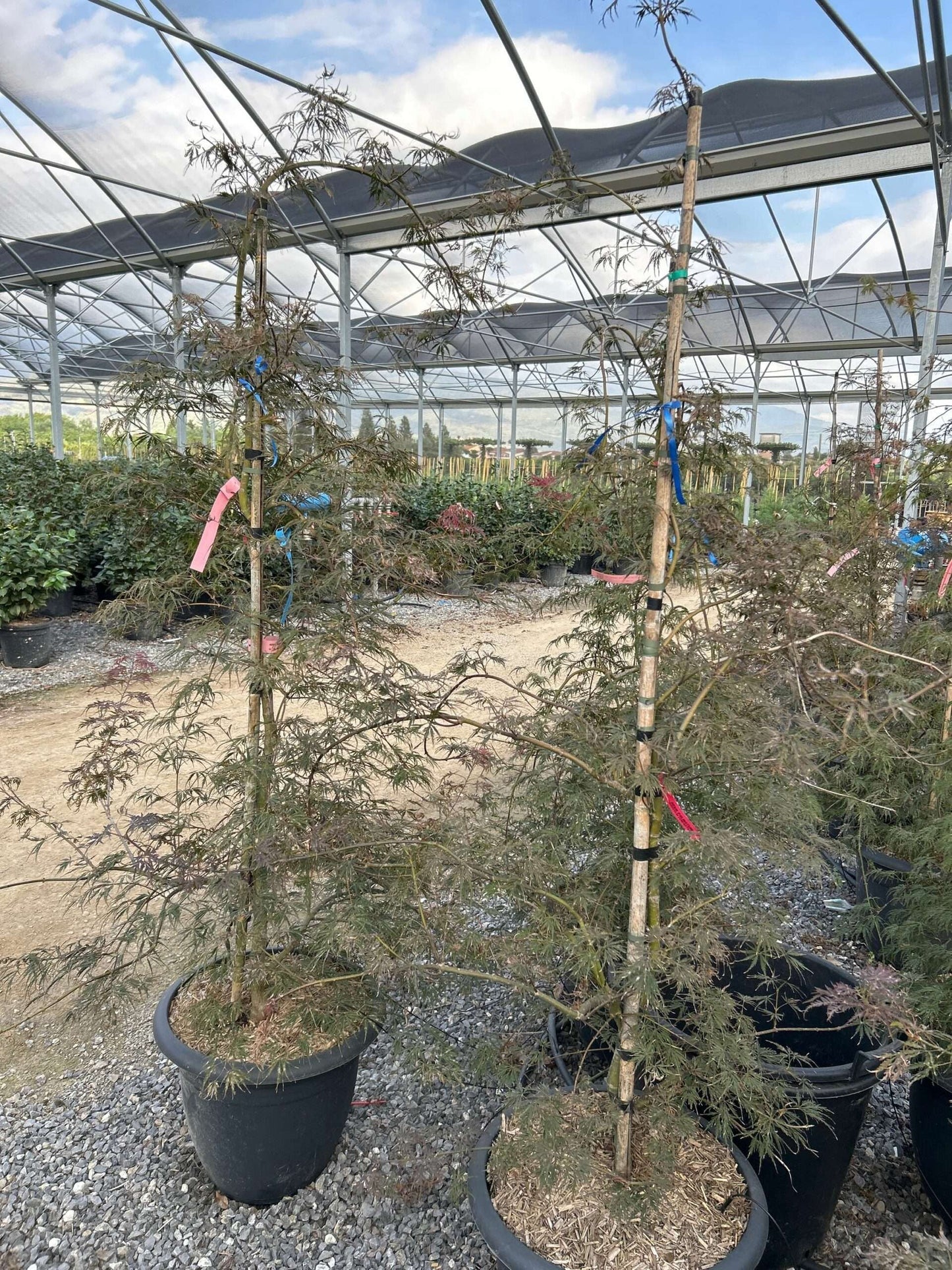 ACER palmatum 'Dissectum Viridis'