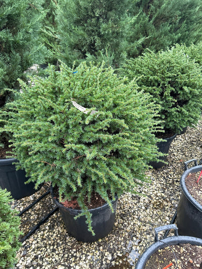 CEDRUS deodara
