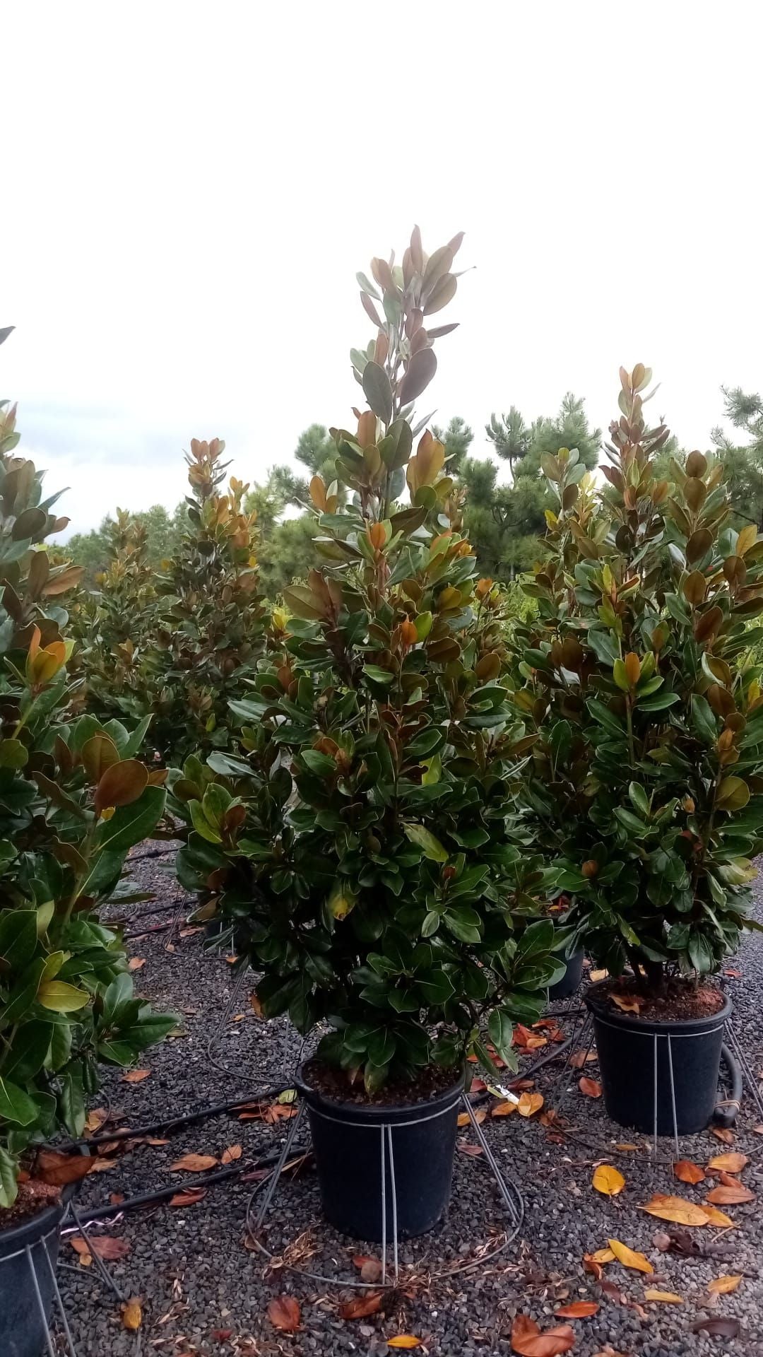 MAGNOLIA grandiflora 'Galissoniensis Praecox'