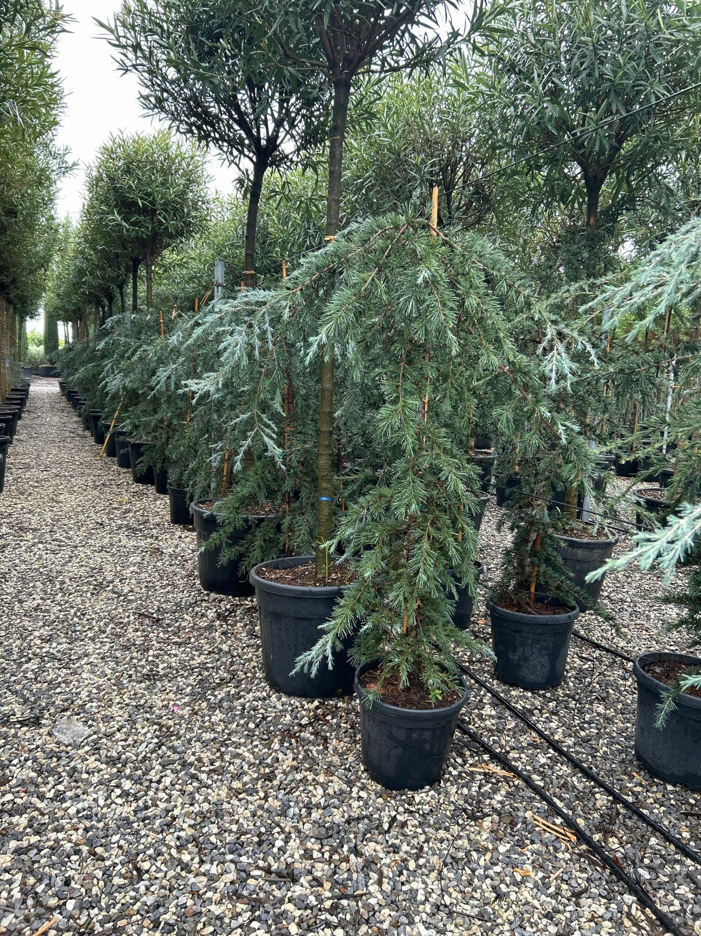 CEDRUS deodara 'Robusta Glauca'