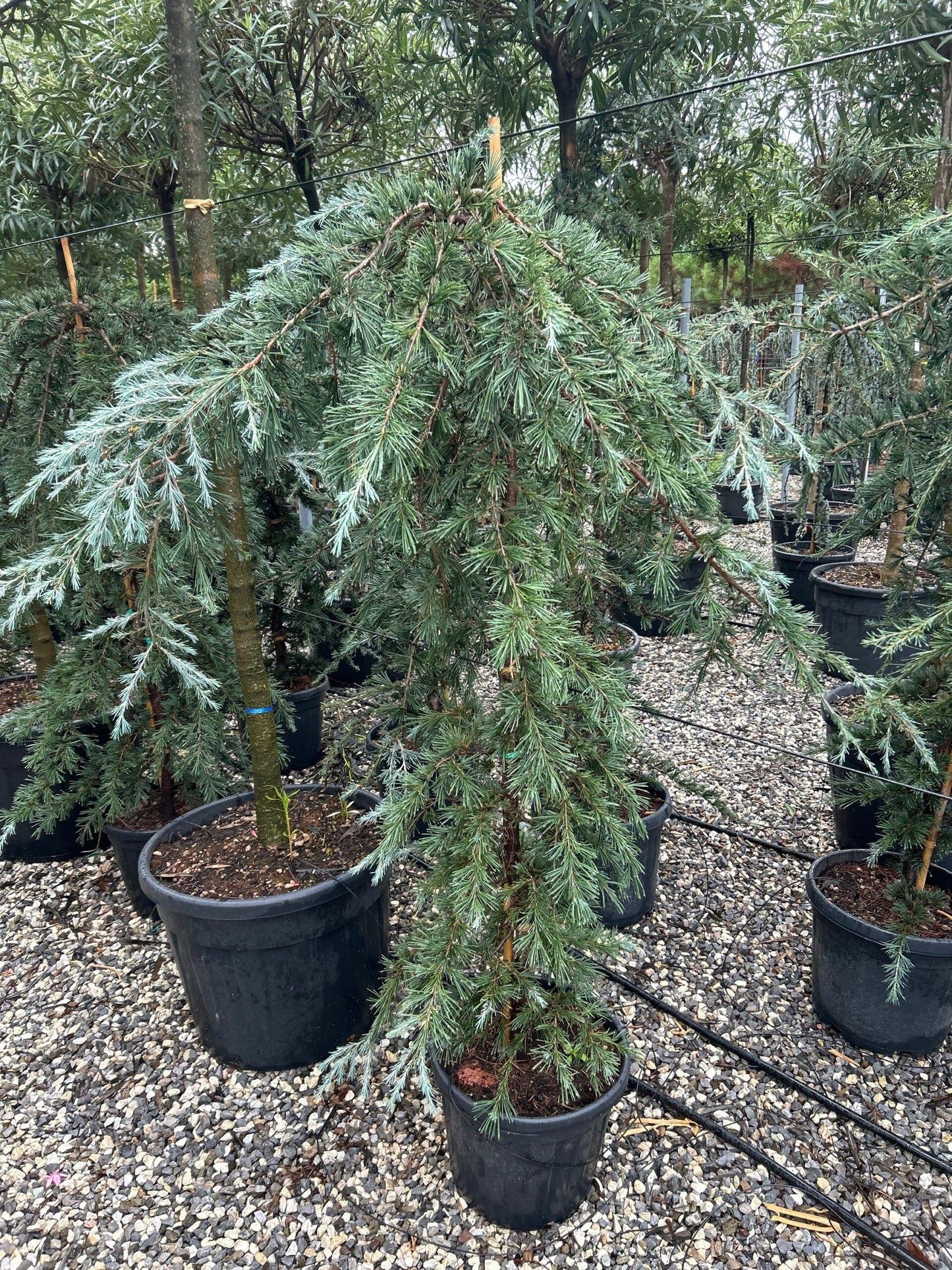 CEDRUS deodara 'Robusta Glauca'