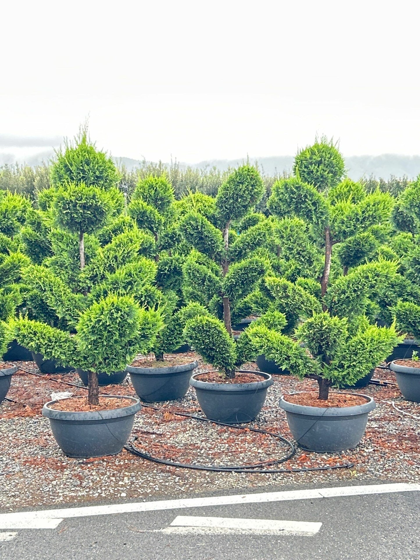 CUPRESSOCYPARIS leylandii 'Excalibur Gold' ®