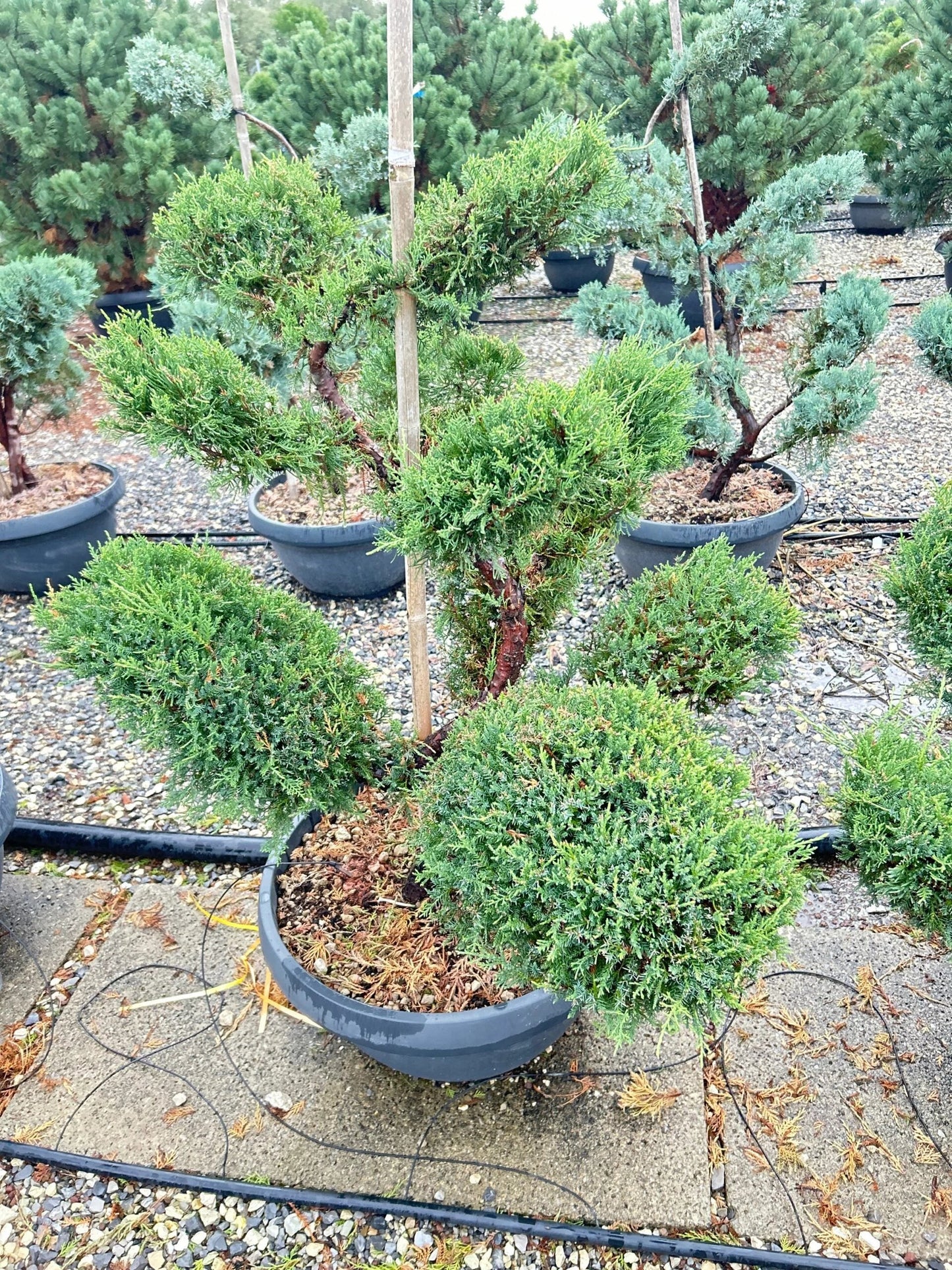 JUNIPERUS x pfitzeriana 'Pfitzeriana Glauca'