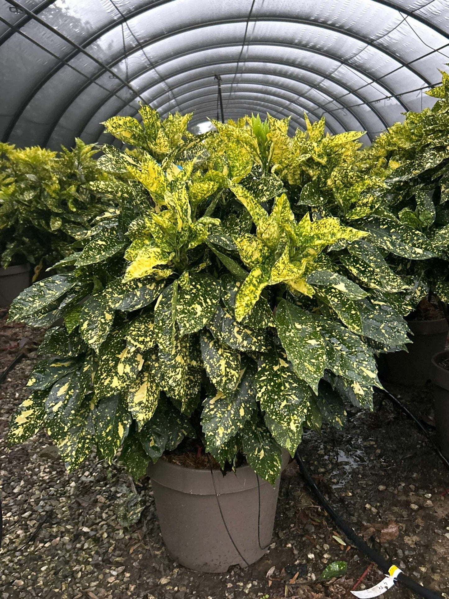 AUCUBA japonica 'Crotonifolia'