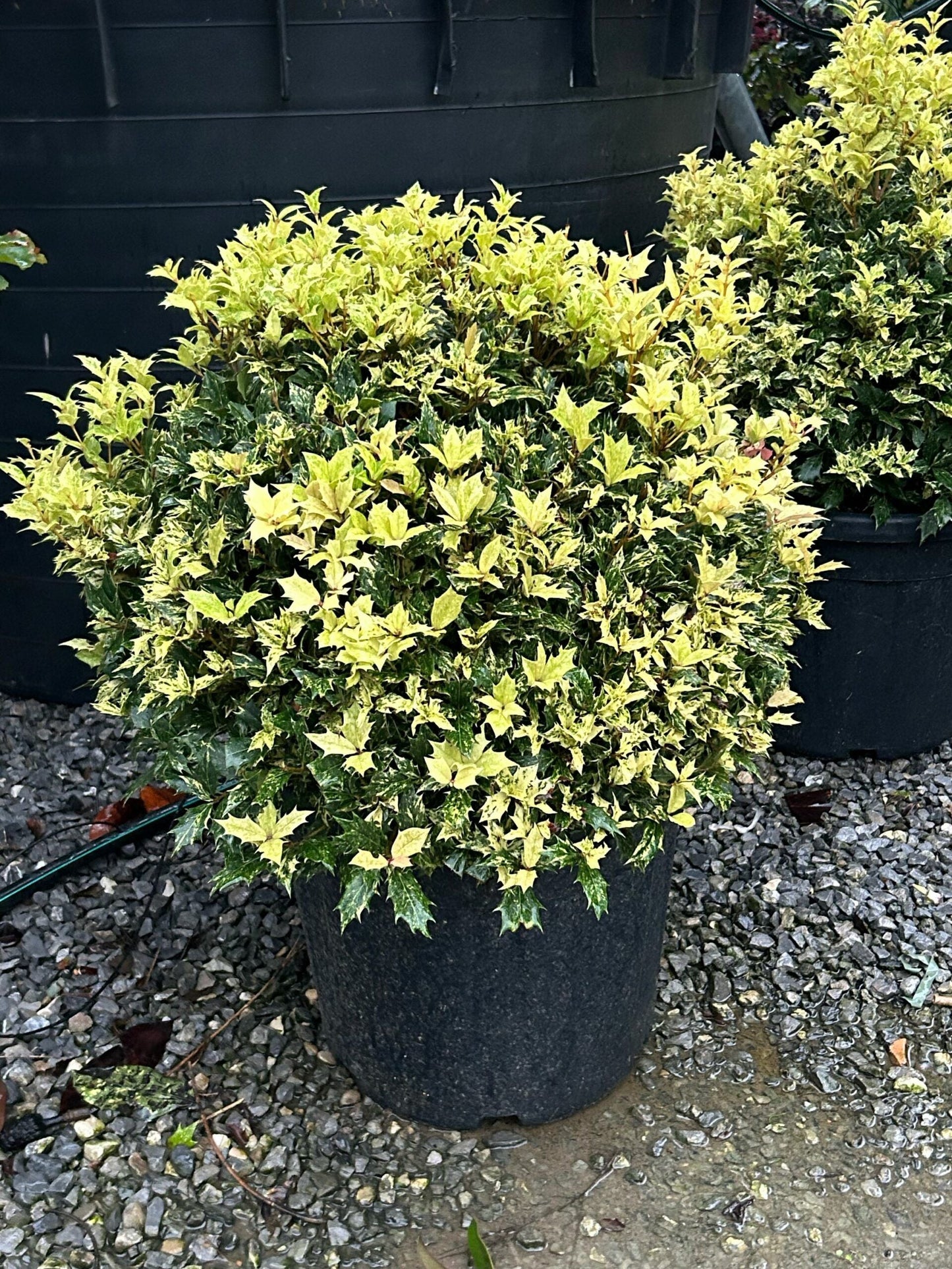 OSMANTHUS heterophyllus 'Variegatus'