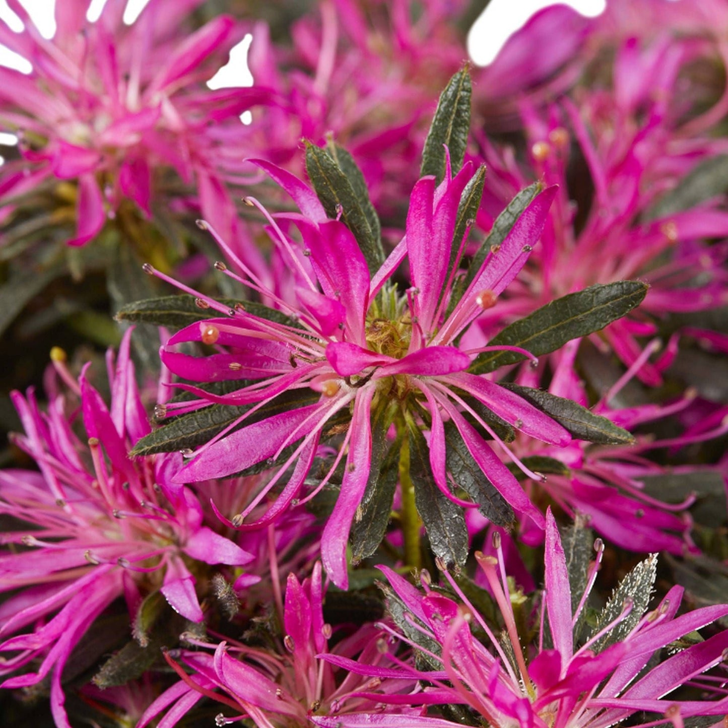 AZALEA 'Star Style Lilac' ®