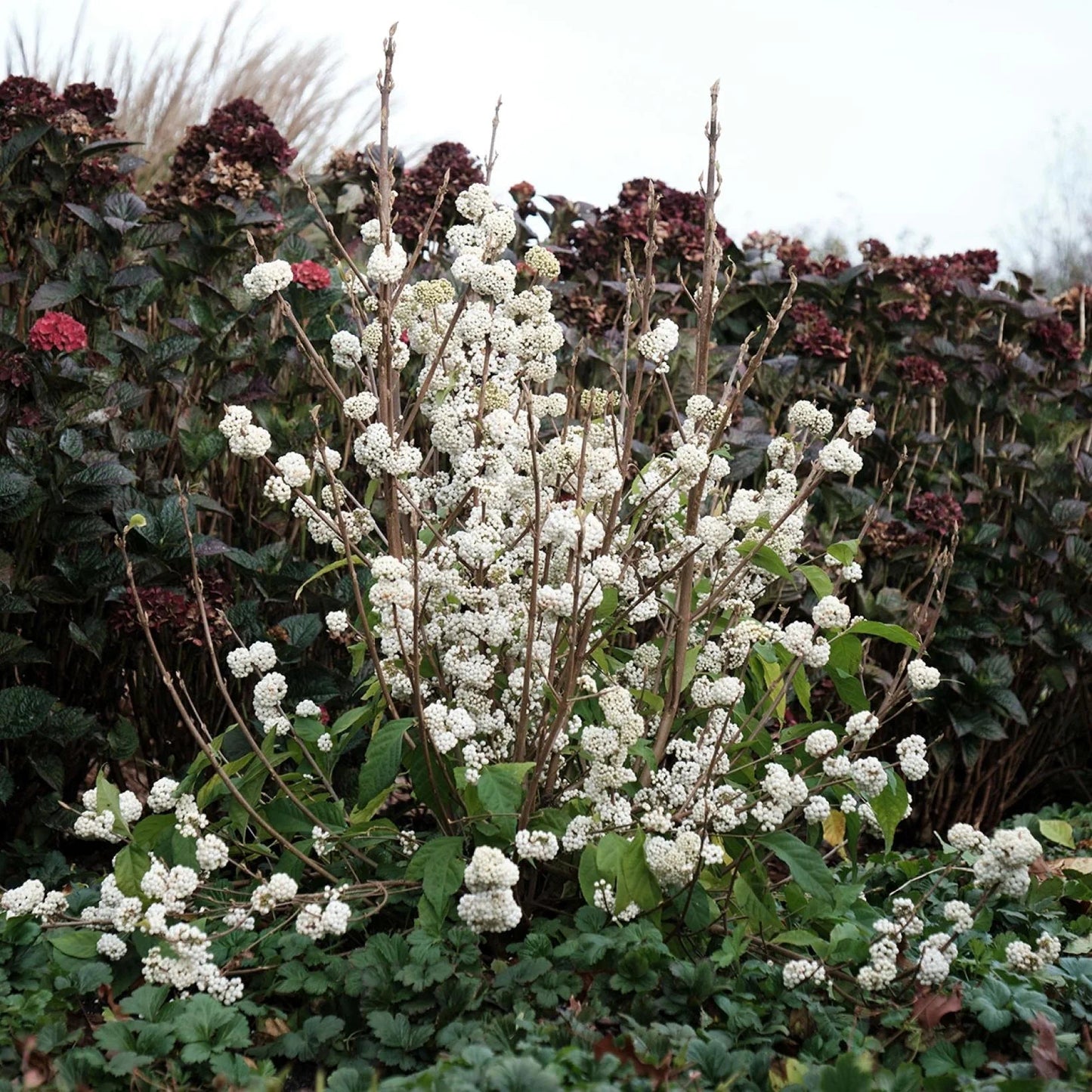 CALLICARPA 'Magical Snowqueen'
