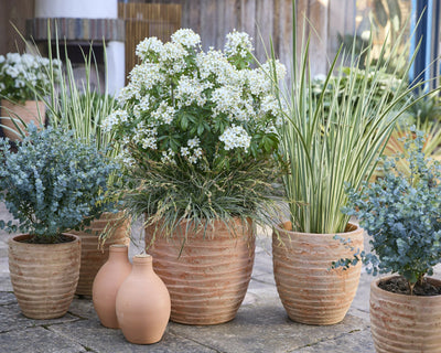 CHOISYA ternata 'Greenfingers' ®