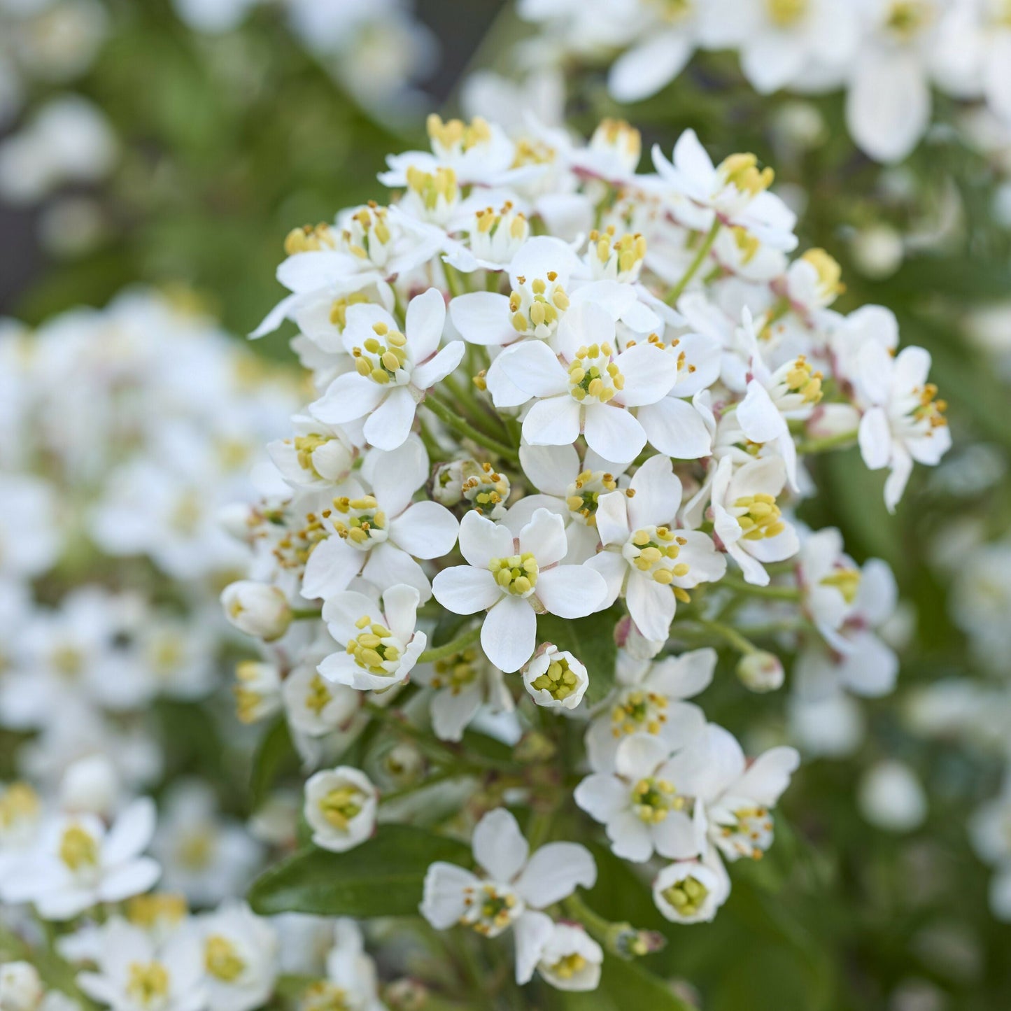 CHOISYA ternata 'Greenfingers' ®