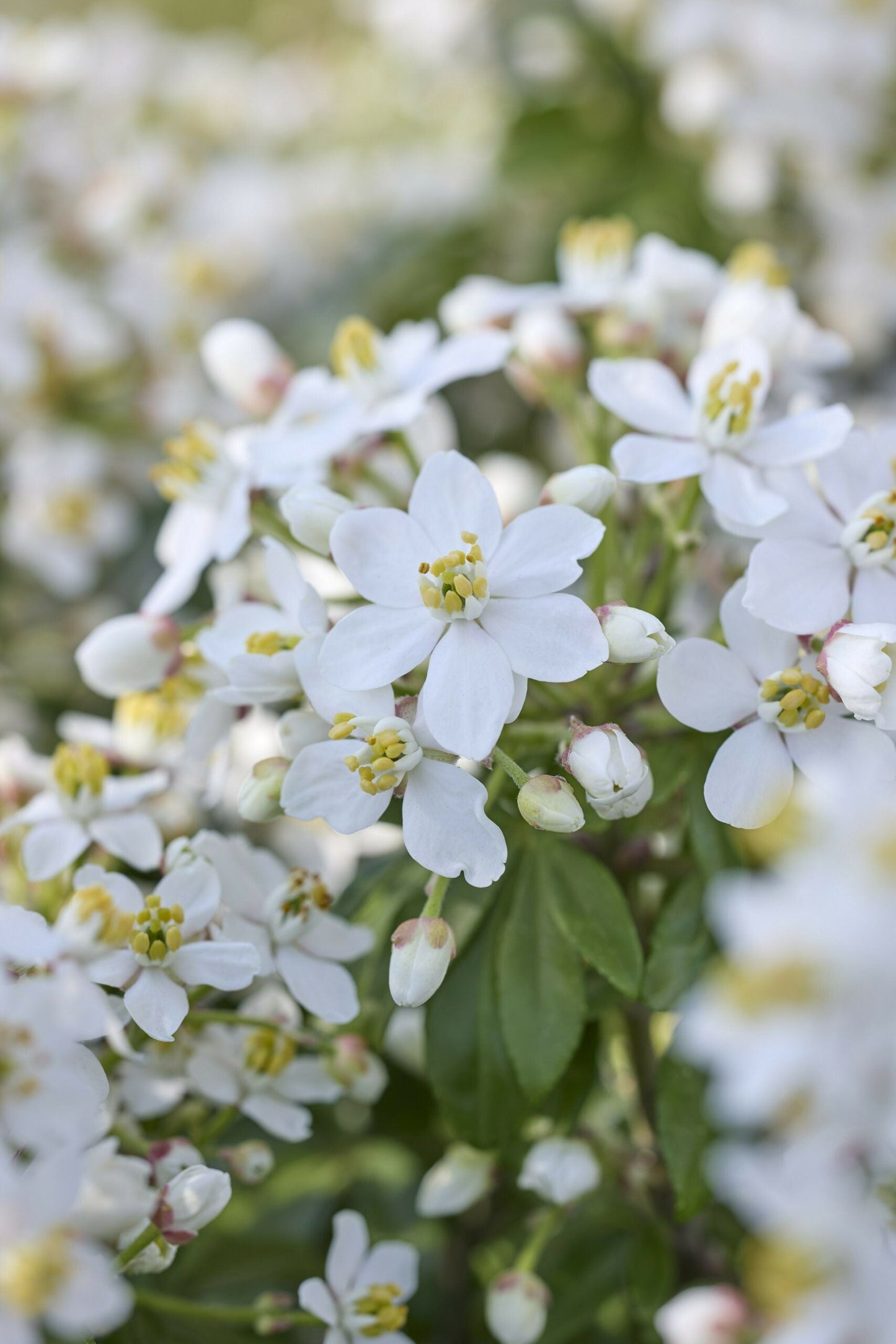 CHOISYA ternata 'Greenfingers' ®