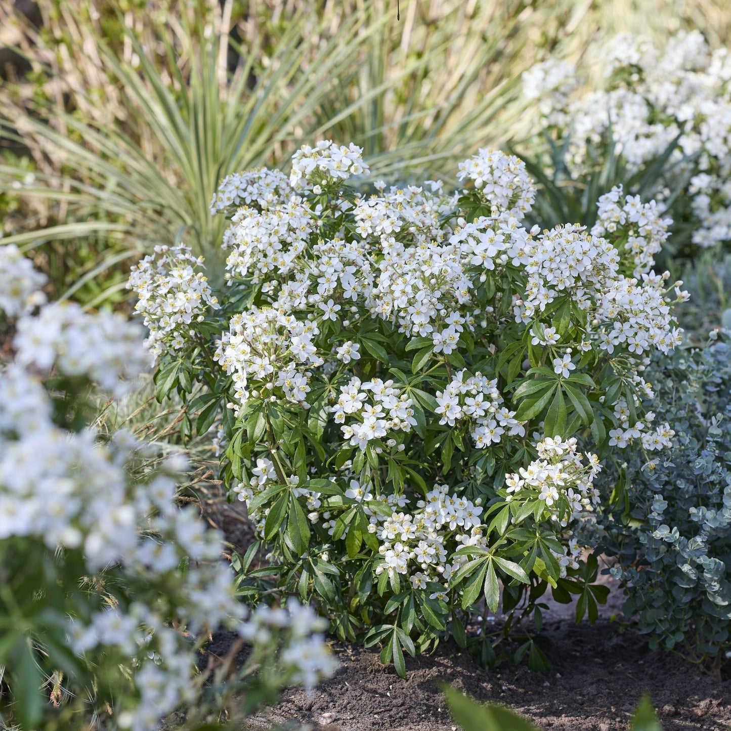 CHOISYA ternata 'Greenfingers' ®