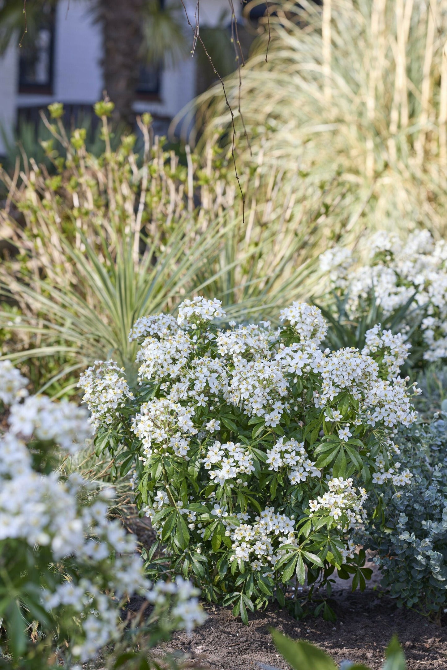 CHOISYA ternata 'Greenfingers' ®
