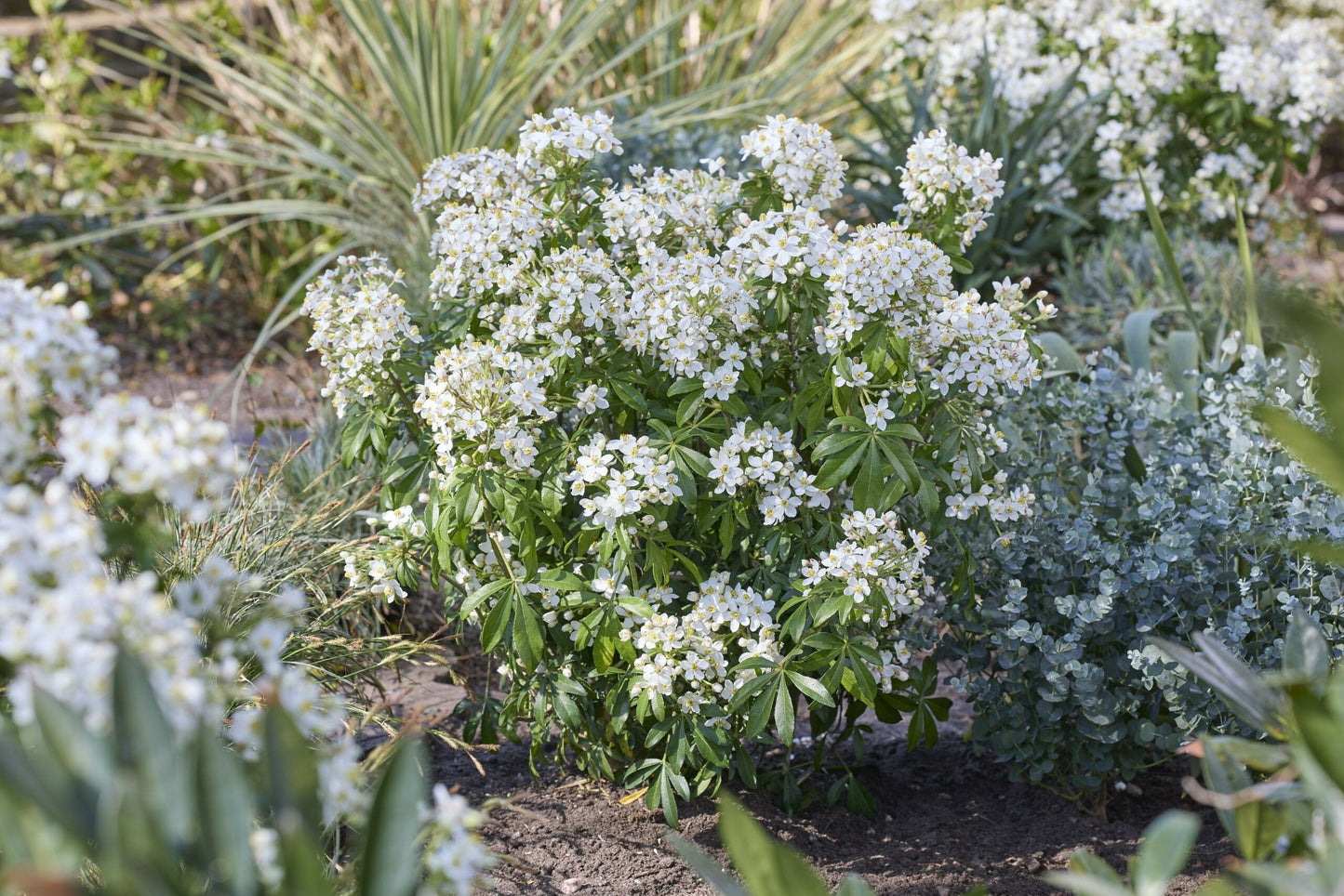 CHOISYA ternata 'Greenfingers' ®