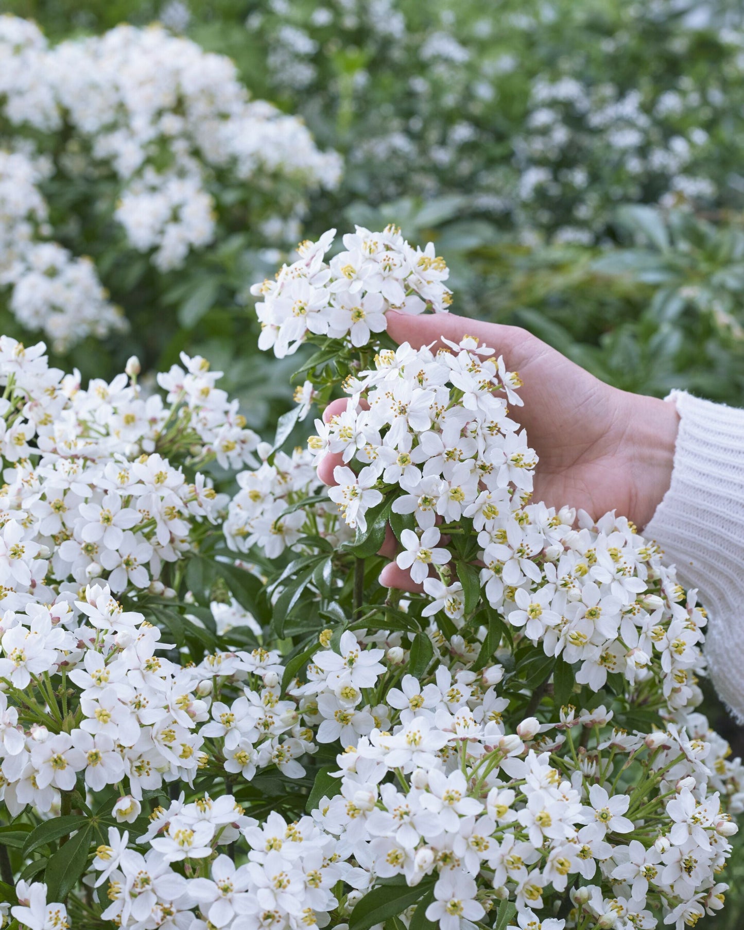 CHOISYA ternata 'Greenfingers' ®