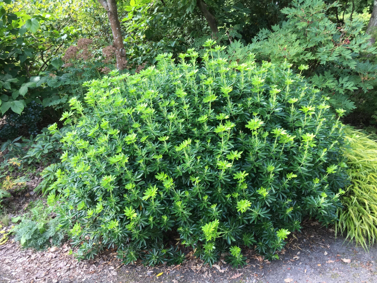 CHOISYA ternata 'Greenfingers' ®