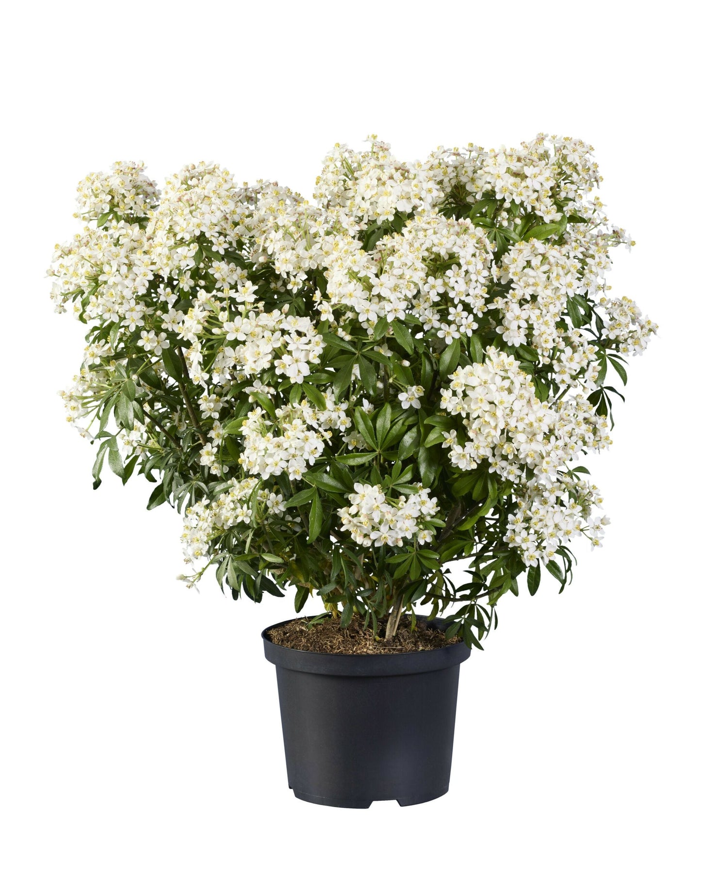 CHOISYA ternata 'Greenfingers' ®