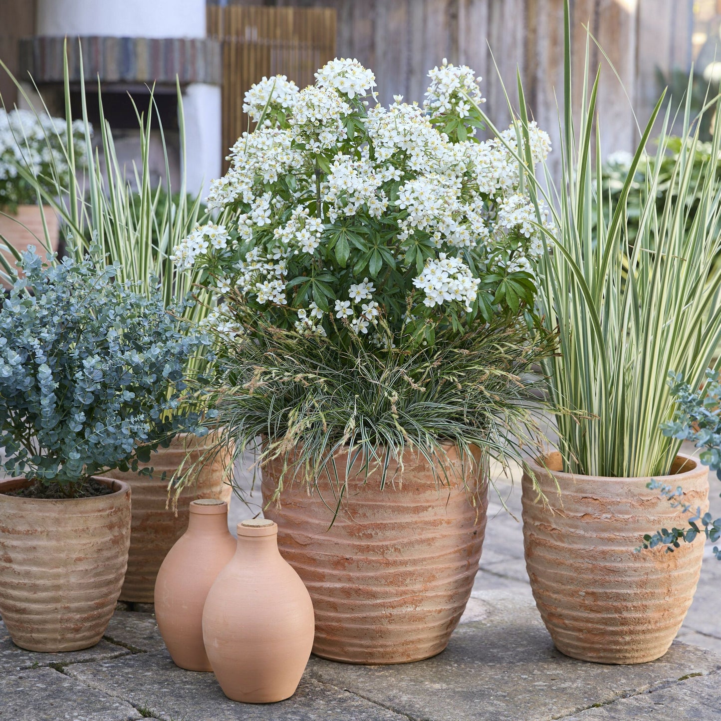 CHOISYA ternata 'Greenfingers' ®