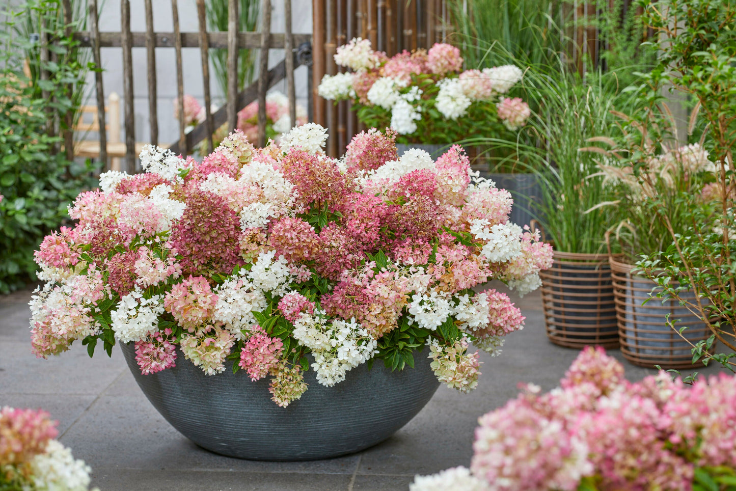 HYDRANGEA paniculata 'Groundbreaker ® Blush'