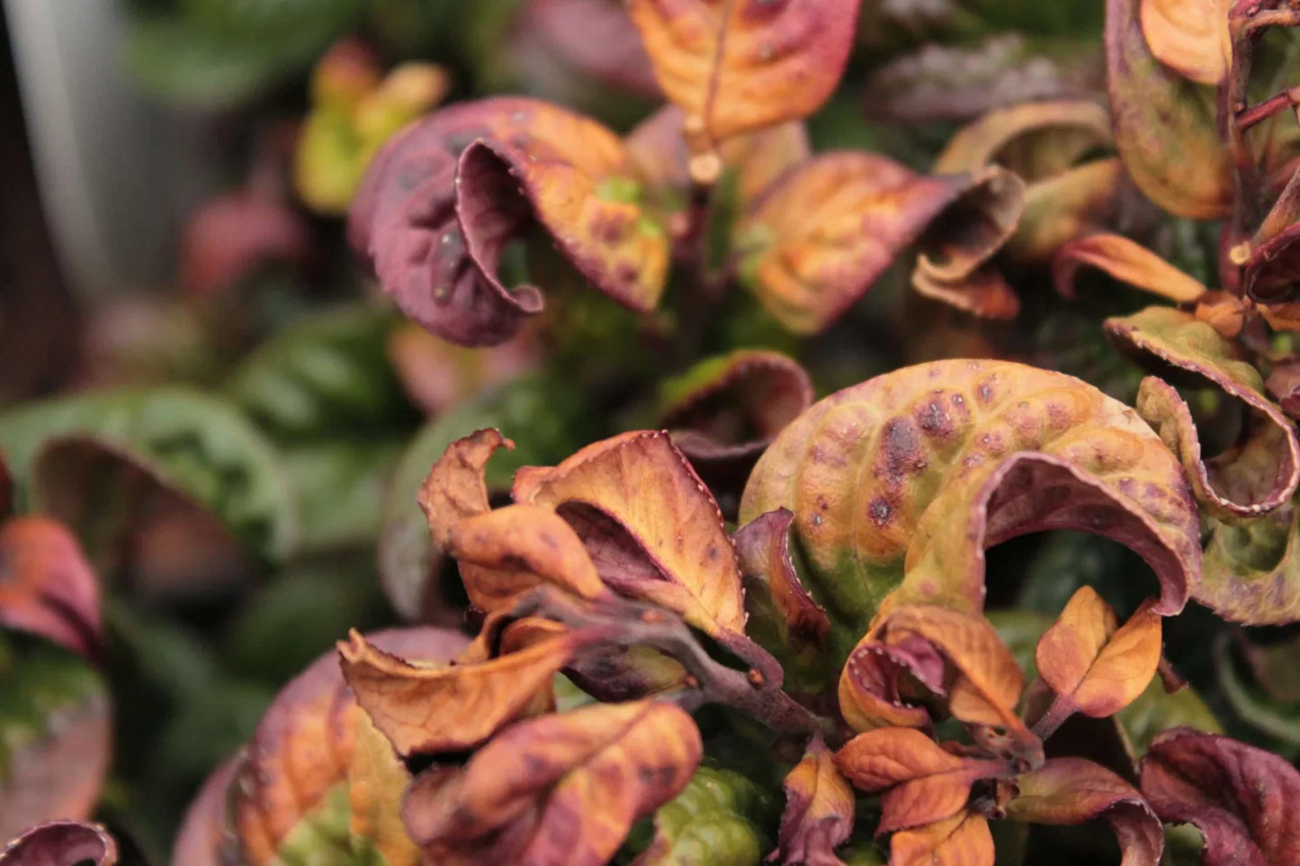LEUCOTHOE axyllaris 'Curly Red' ®