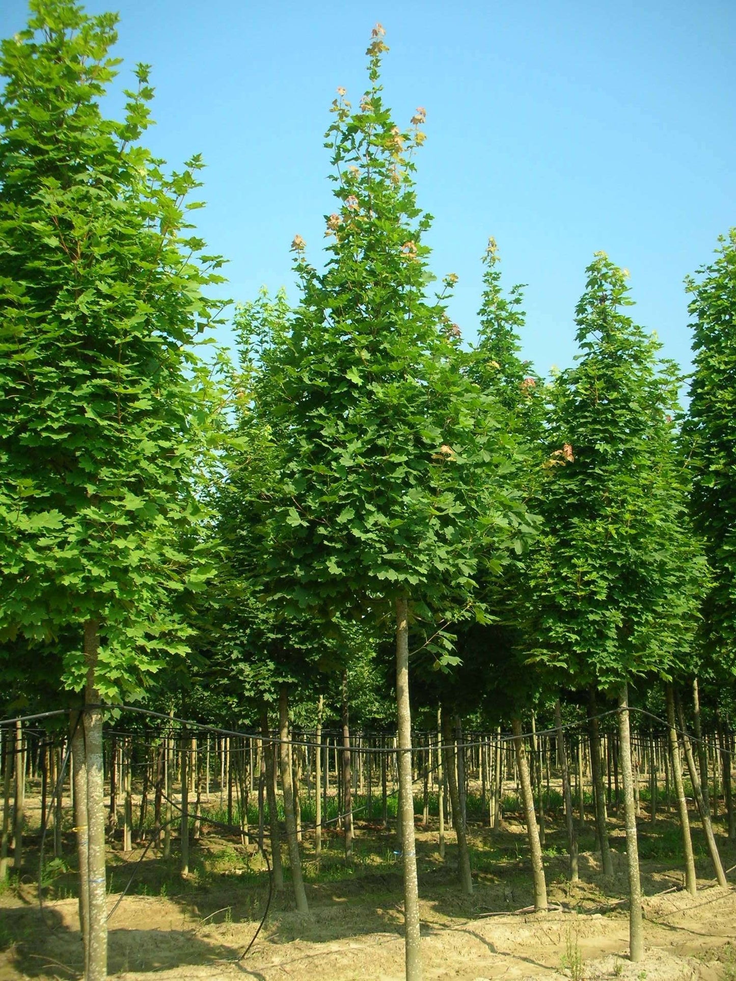 ACER platanoides 'Crimson King'