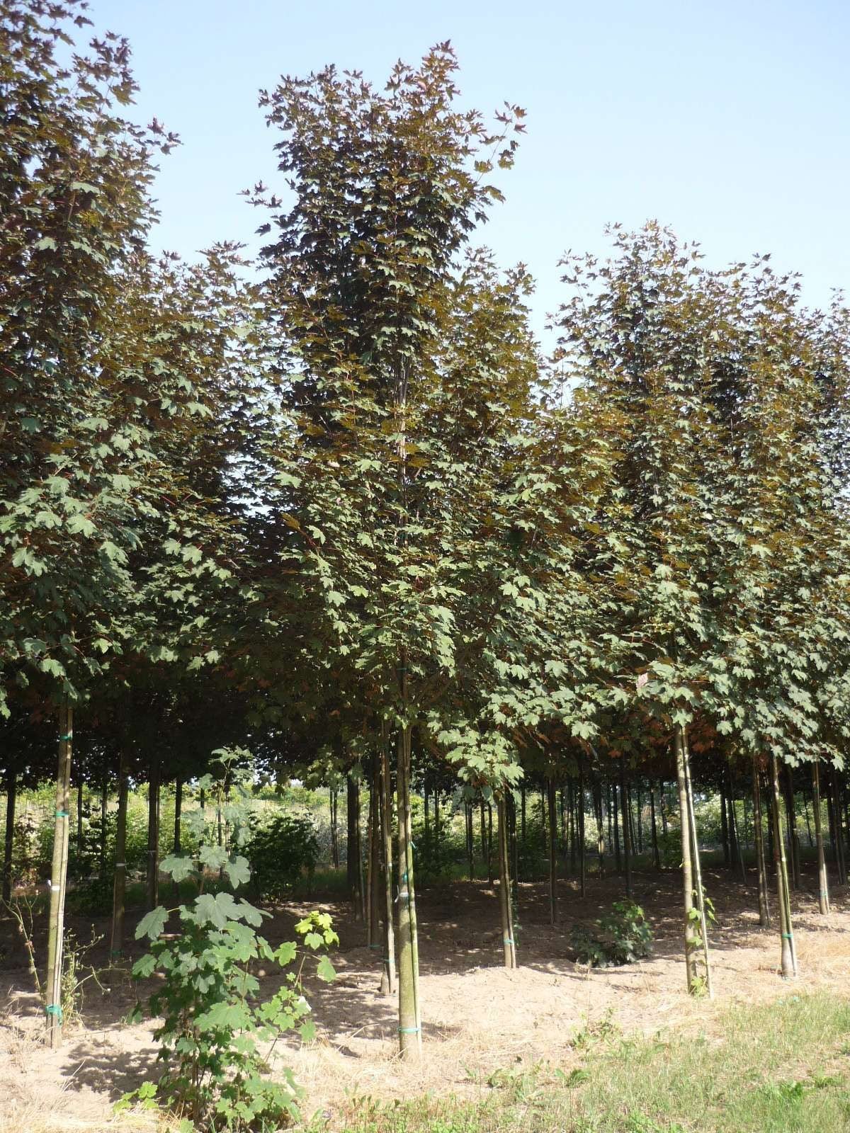 ACER pseudoplatanus 'Atropurpureum'