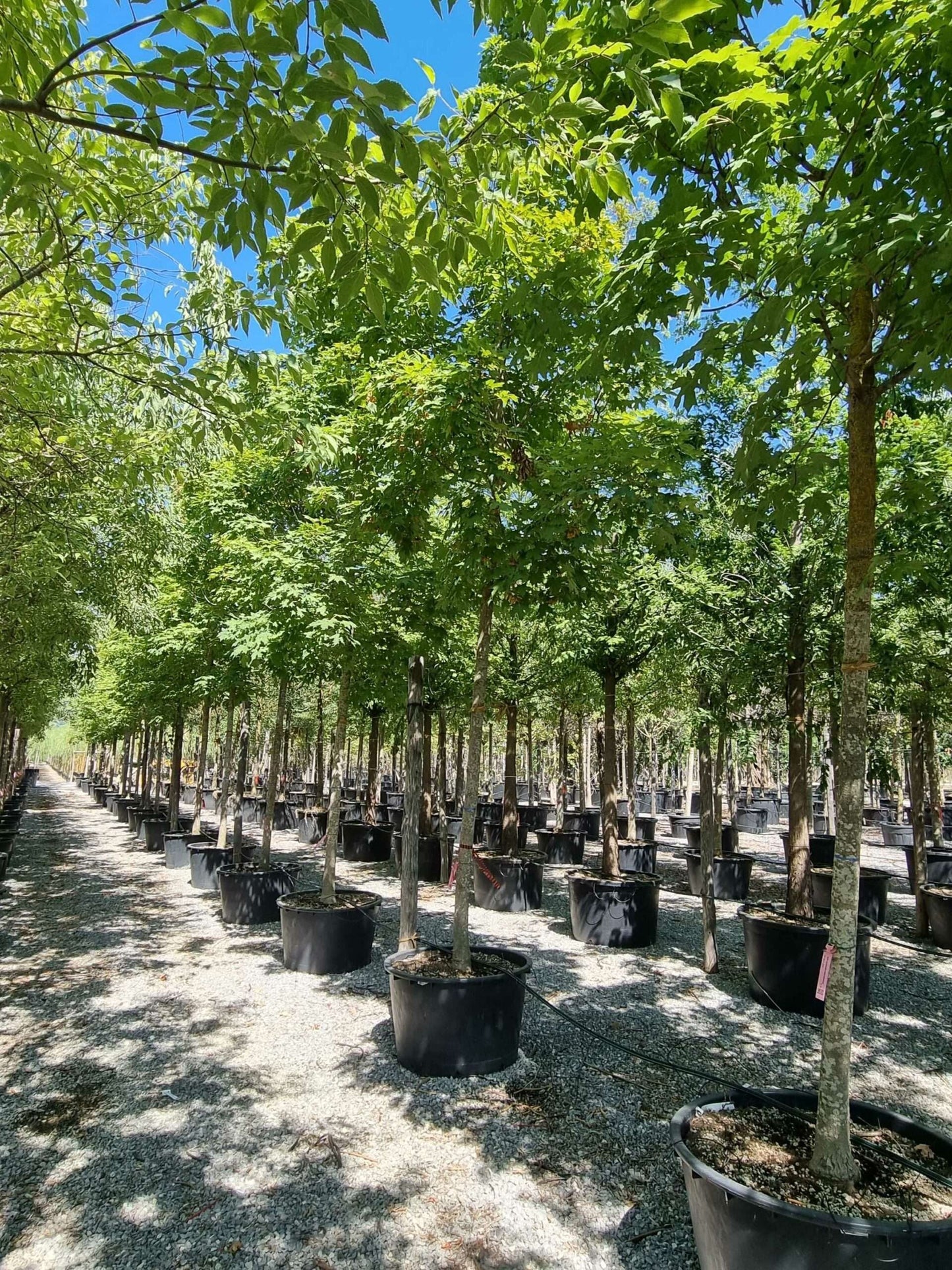 ACER saccharinum 'Lancinatum Wieri'