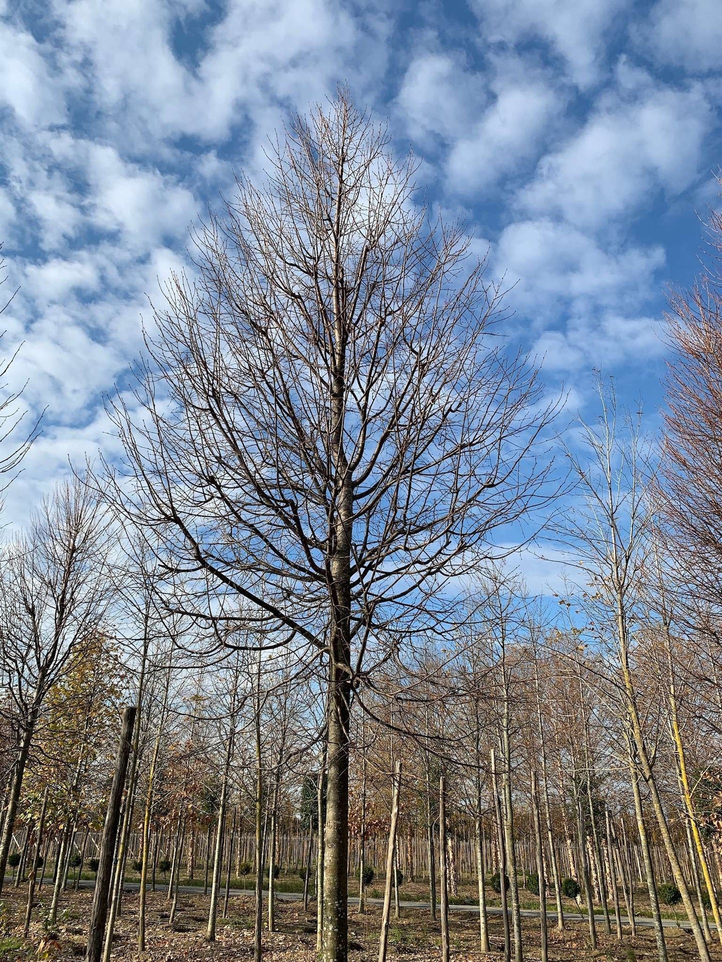 ACER rubrum 'Joseph'